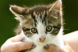 a cat may look at a king